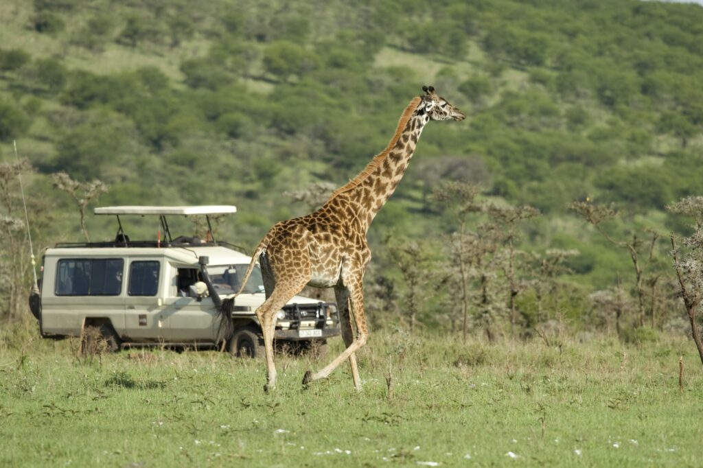 Girafe in the Serengeti passing in front of tourist