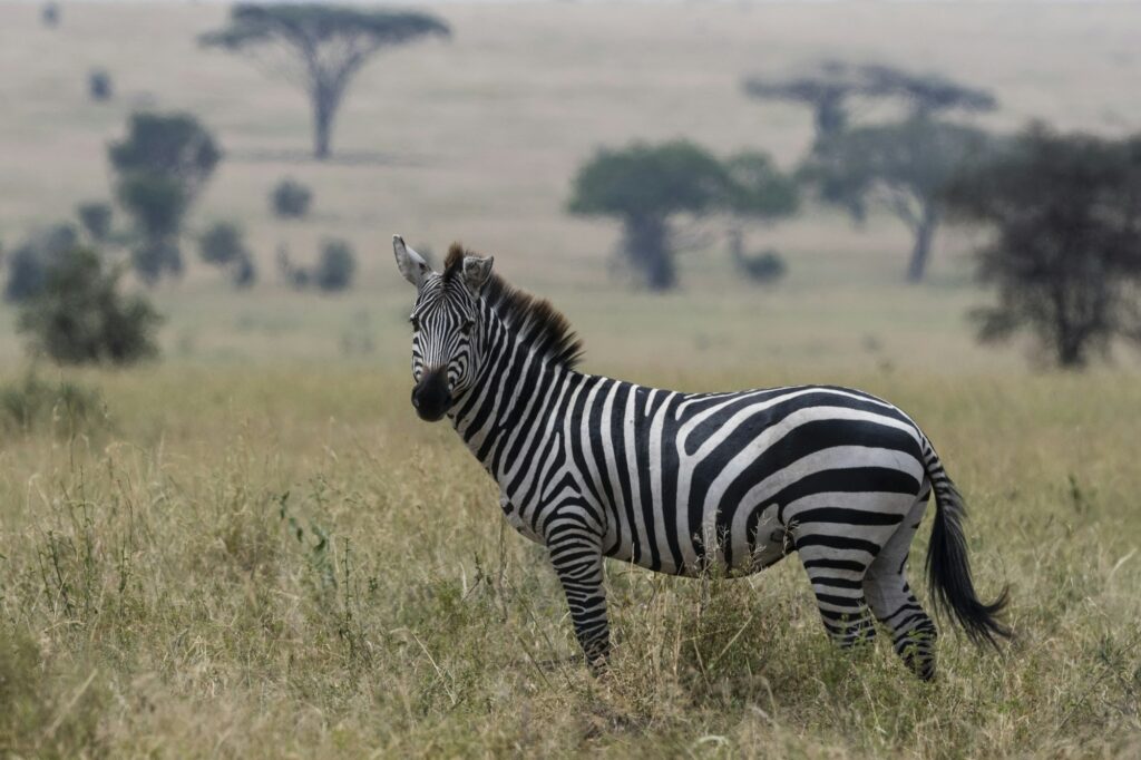 Plains zebra (Equus quagga), Seronera, Serengeti National Park, Tanzania