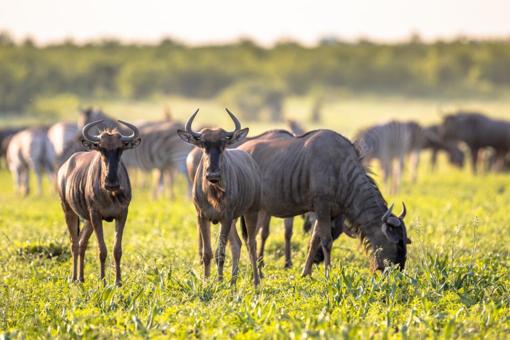 Common Wildebeest herd grazing