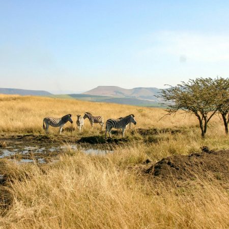 Paesaggio africano con zebra St pozza d'acqua fangosa