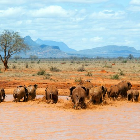 Elefante in acqua. Parco nazionale del Kenya