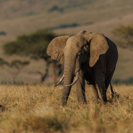 Elephant on Safari in Africa