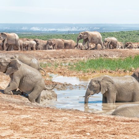 Elefante che cerca di uscire dalla pozza d'acqua