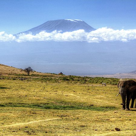 Elefante con il Kilimangiaro sullo sfondo, Tanzania, elefante, africa, africano