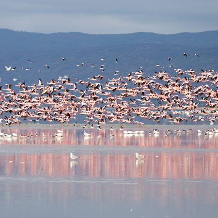 Flock of pink flamingos from Lake Manyara, Tanzania