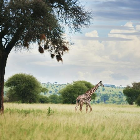 Giraffe and acacia tree in Serengeti National Park