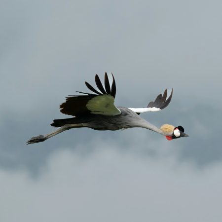 Grey Crowned Crane in-flight in Ngorongoro Crater