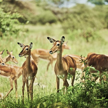 Gruppo di antilopi nel Parco Nazionale della Tanzania