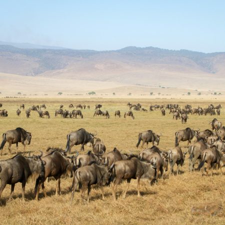 Herd of wildebeests in Ngorongoro