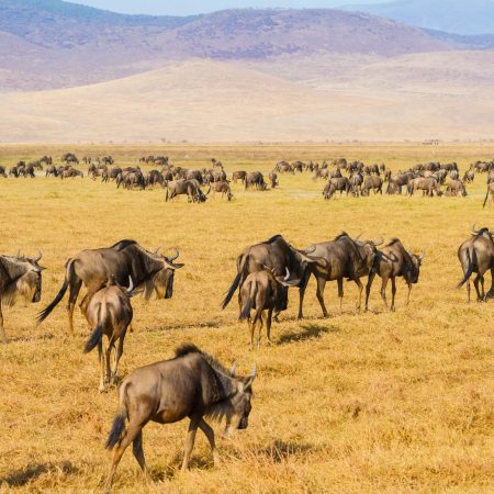 Herds of wildebeests walking in Ngorongoro