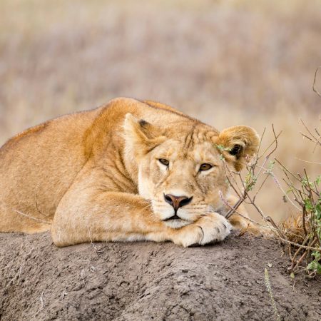 Lioness close up. Serengeti National Park, Tanzania, Africa