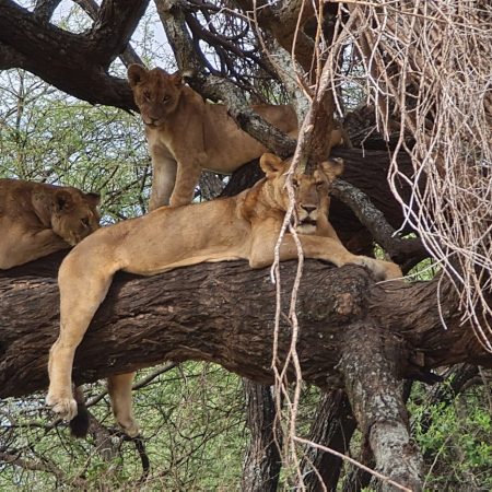 Lions in a tree Lake Manyara National Park