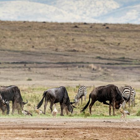 Safari Vehicle With Wildlife in Kenya