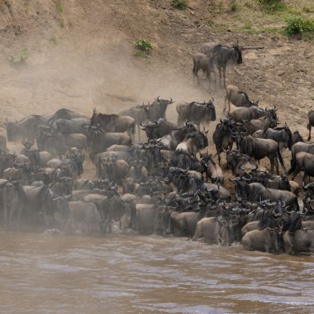 The Great Migration in Africa