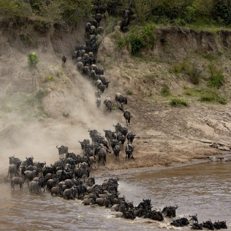 The Great Migration in Africa