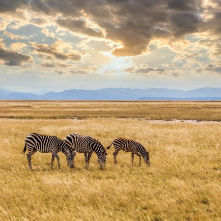 Wild zebras on the African savannah at sunset. Kenya