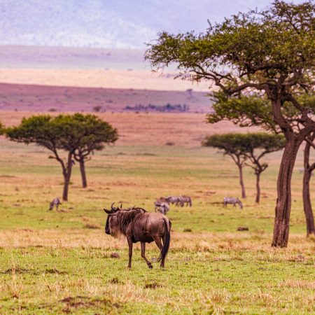 Migrazione degli gnu Grande movimento Fauna selvatica Animali Paesaggi Safari Viaggi