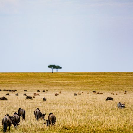 Wildebeest Migration Great Movement Wild Wildlife Animals Landscapes Safaris Travels