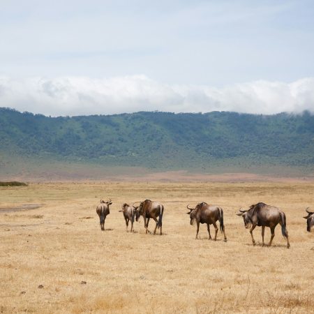 Wildebeest on Ngorongoro Conservation Area crater, Tanzania