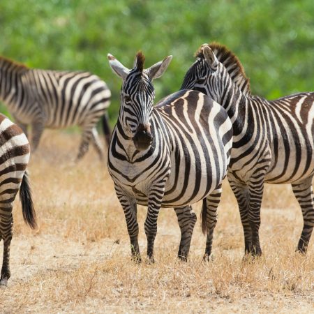 Zebras in Ngorongoro